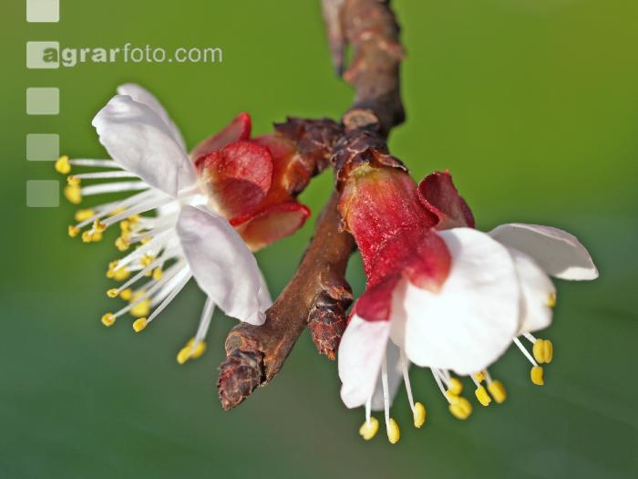 Marille Blüte 23