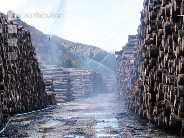 Holz Nasslager 5