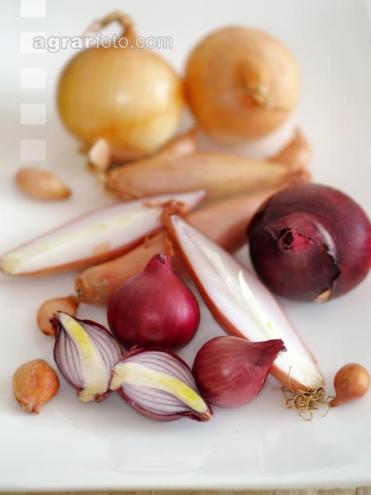 Zwiebel gemischt 2