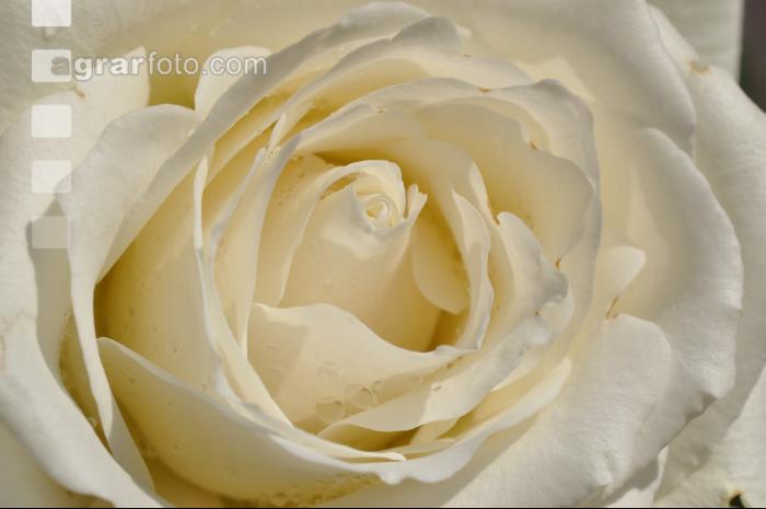 Rose 12