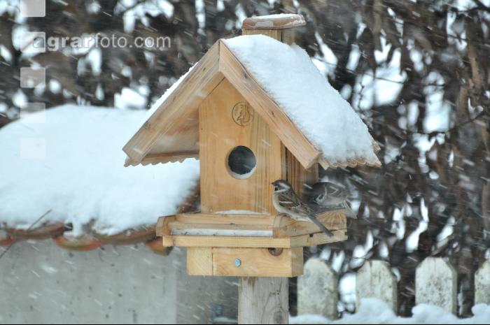 Vögel Winter 1