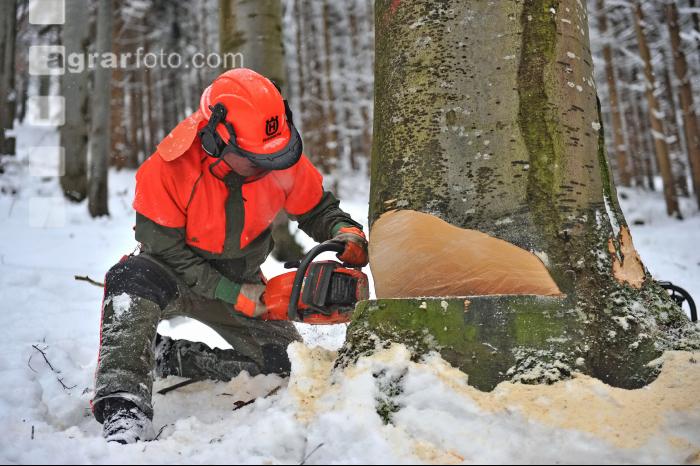 Buche Fallkerb 10