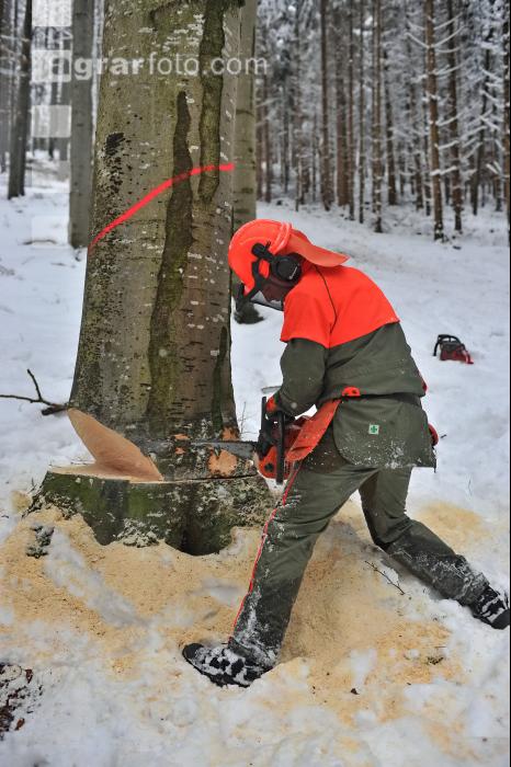 Buche Fallkerb 14