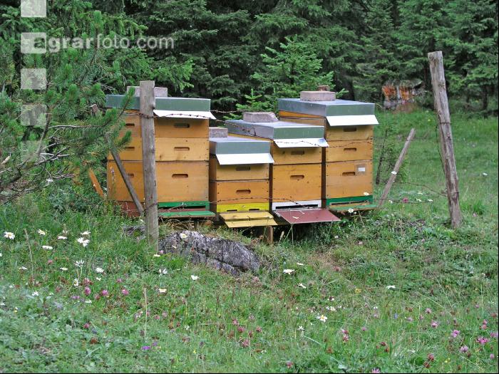 Bienenstand 3