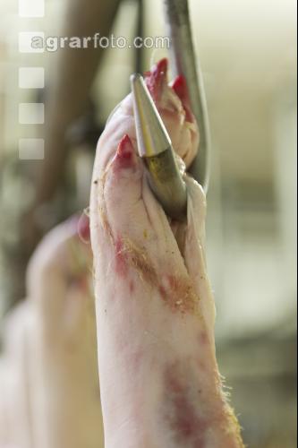 Schweineklauen 1