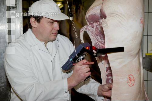 Schwein klassifizieren