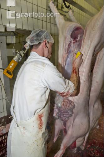 Schwein schlachten 13