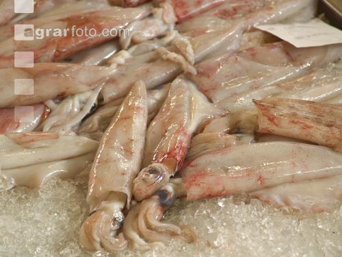Tintenfische