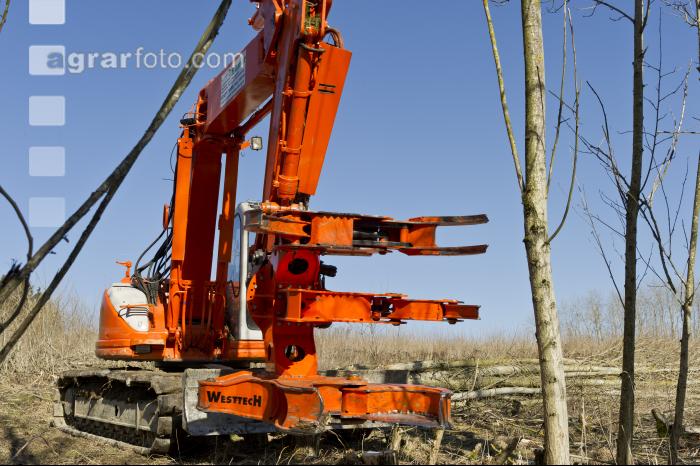 Energieholz Ernte 46