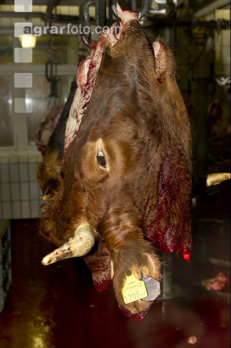 Rind schlachten 19