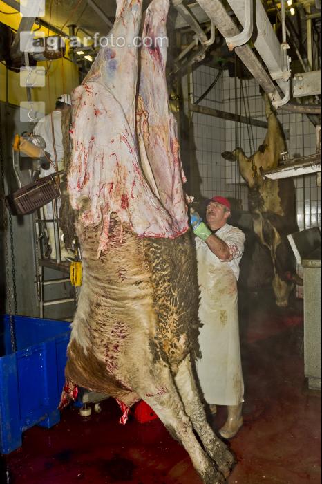 Rind schlachten 23