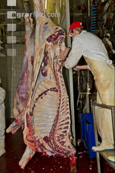 Rind schlachten 26