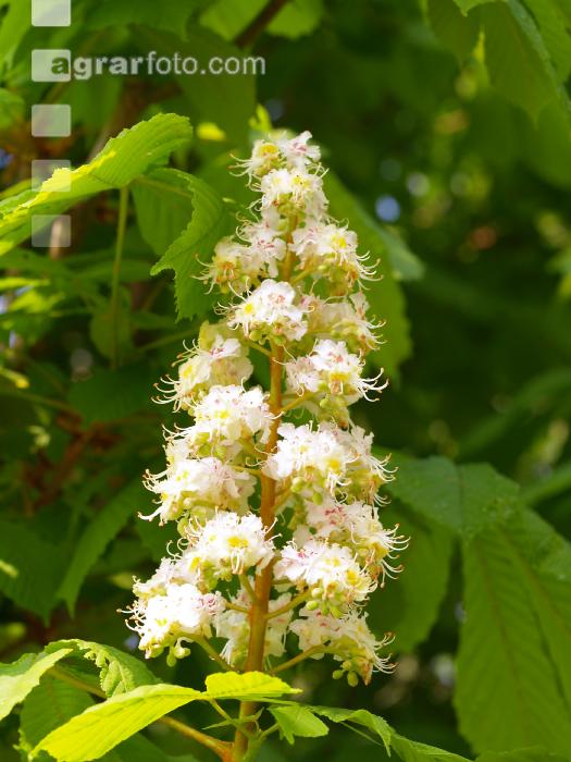 Kastanie Blüte 3