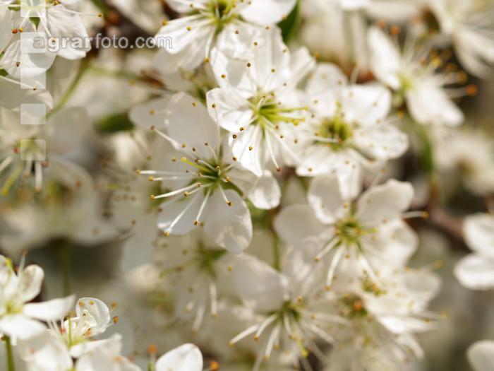 Schlehe Blüte 1