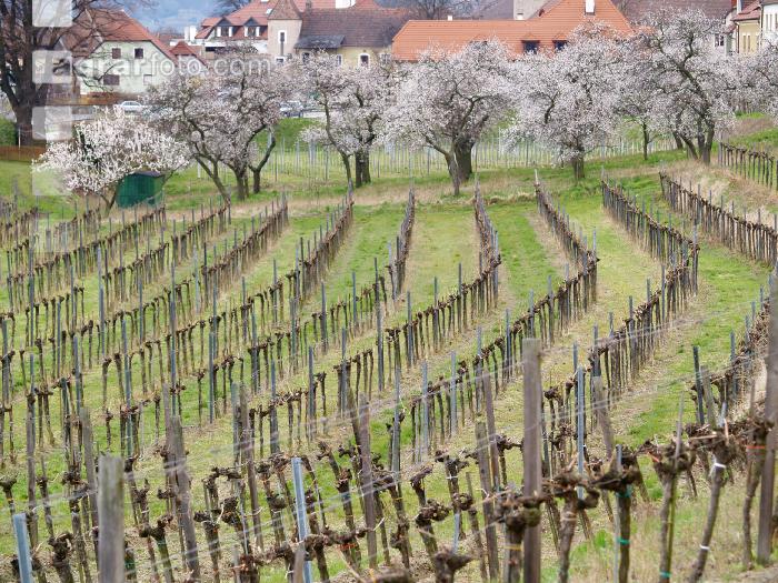 Wachau 11