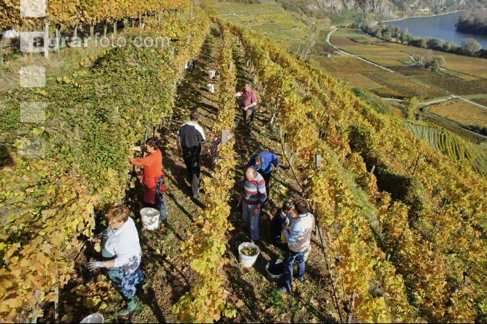 Weinlese Wachau 1