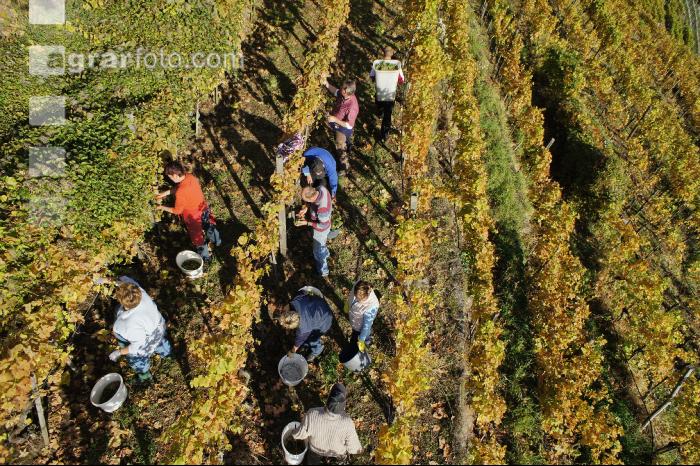 Weinlese Wachau 2