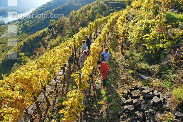 Weinlese Wachau 4