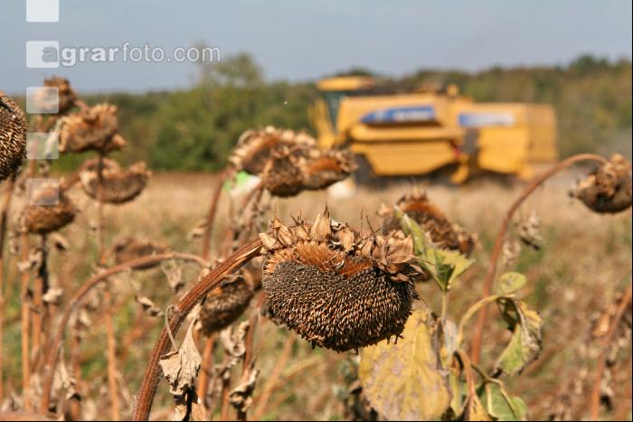 Sonnenblumen ernten J 30