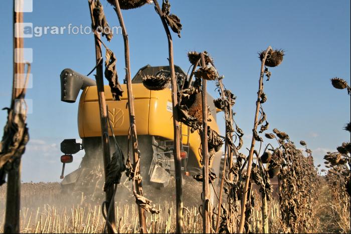 Sonnenblumen ernten J 19