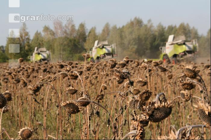 Sonnenblumen ernten J 7