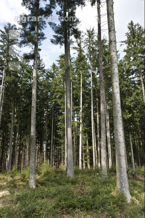 Tanne Naturverjüngung 2