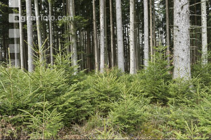 Tanne Naturverjüngung 1
