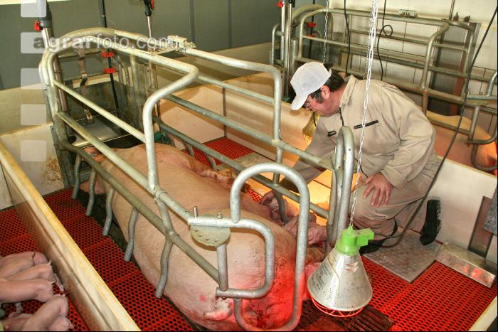 Schweinezucht J 2