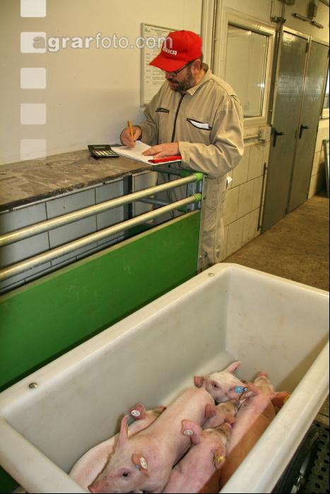 Ferkel wiegen J 1