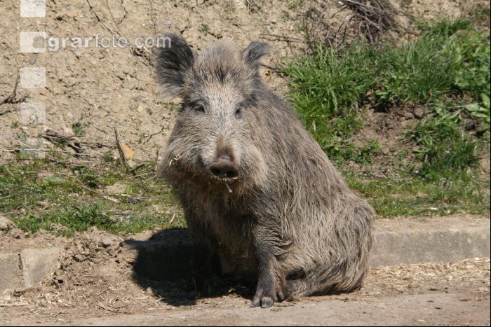 Wildschweine J 1