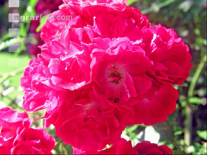 Rose 18