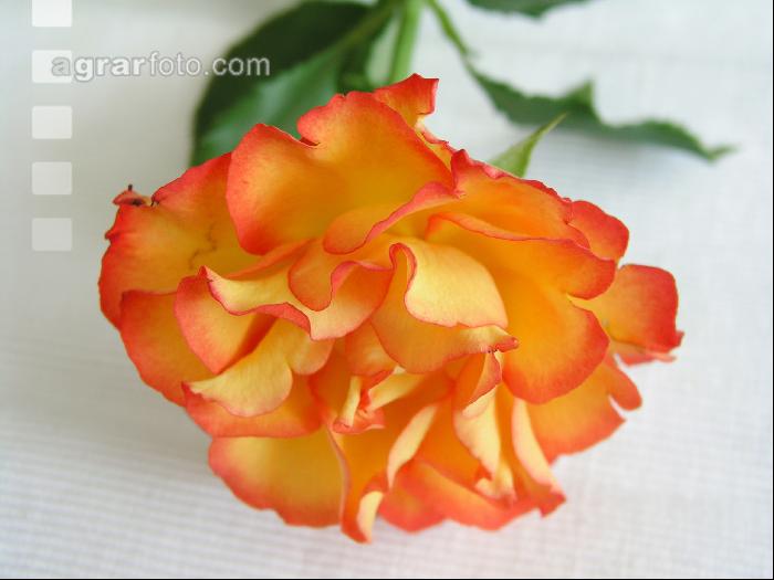 Rose 17