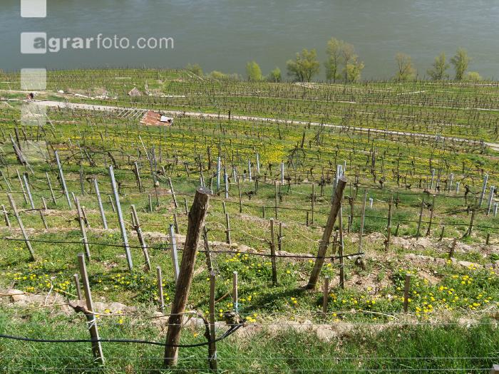 Wachau 6