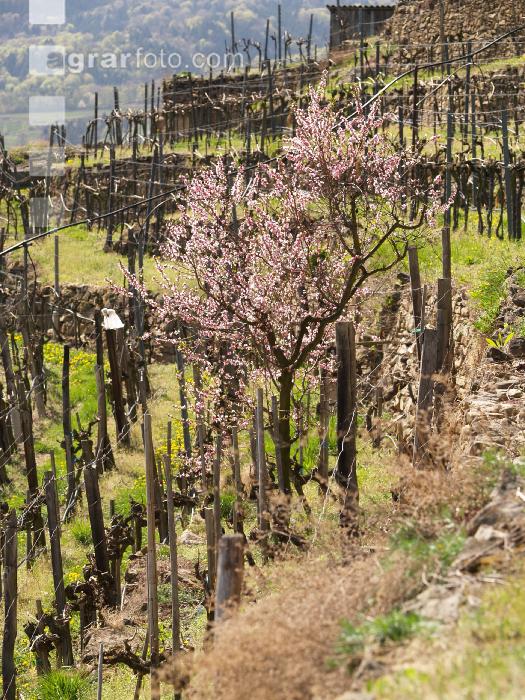 Wachau 9