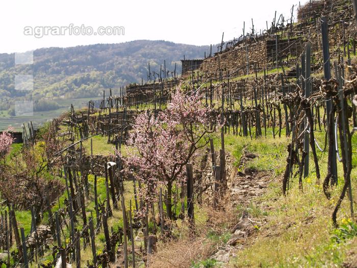 Wachau 8