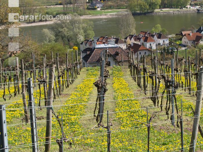 Wachau 7