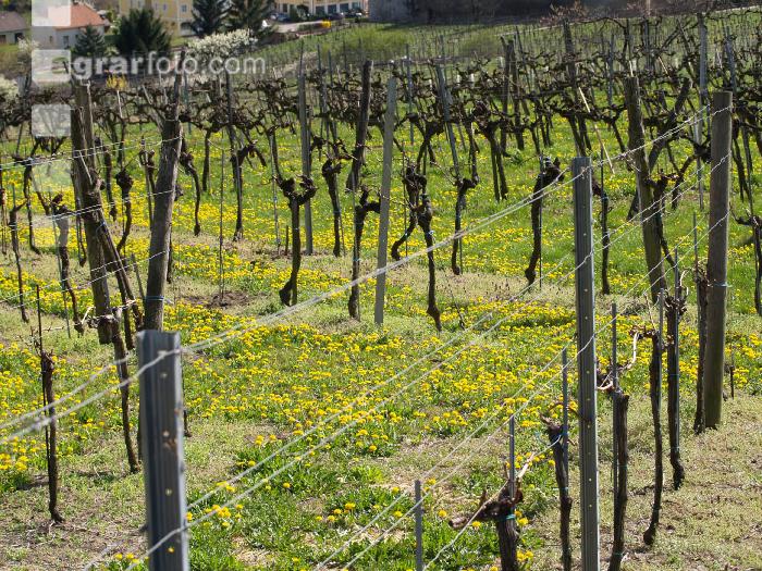 Wachau 13