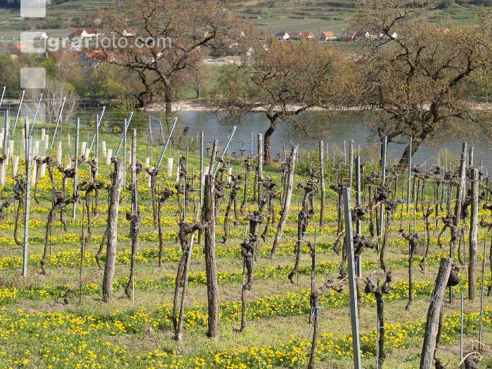 Wachau 2