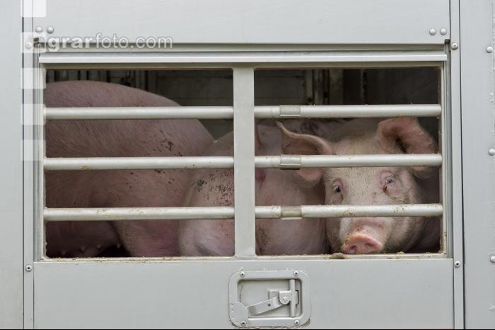 Schweine verladen 11