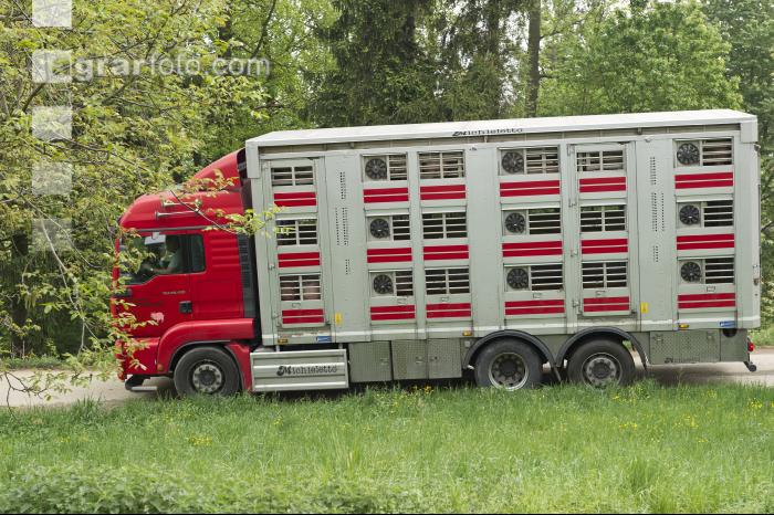 Schweine verladen 14