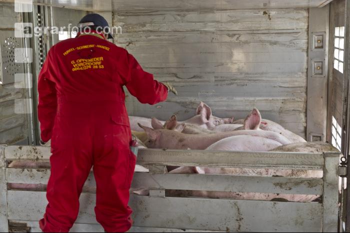 Schweine verladen 6