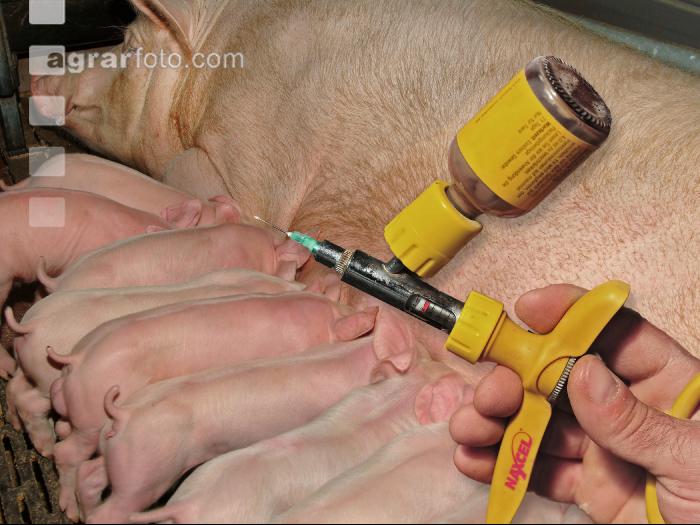 Saugferkel Spritze