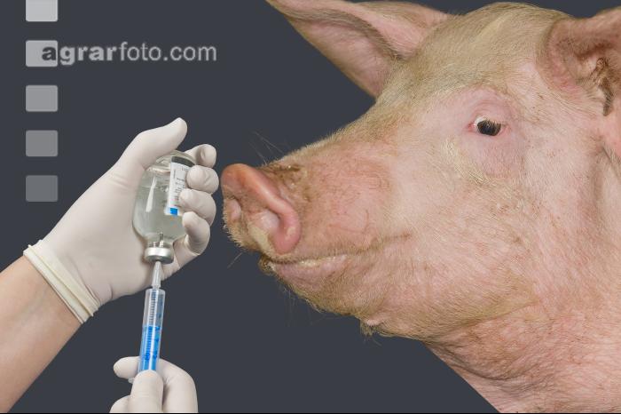 Mastschwein Arznei 2