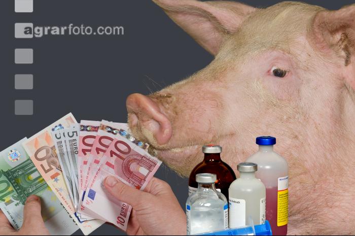Mastschwein Antibiotika 1