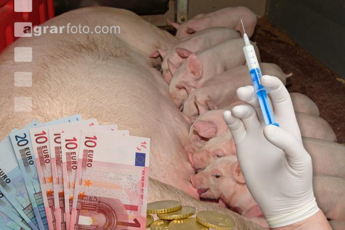 Zuchtsau Tierarztkosten 