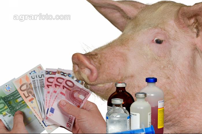 Mastschwein Antibiotika 2