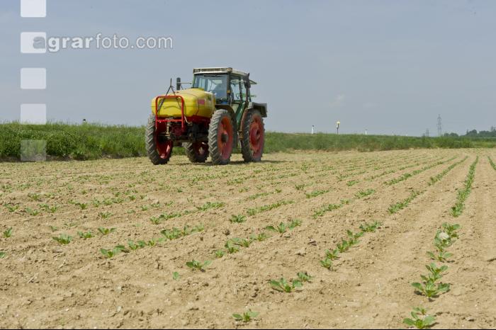 Beet fertilisation 7