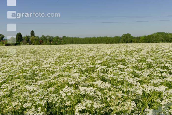 Kümmel Blüte 16