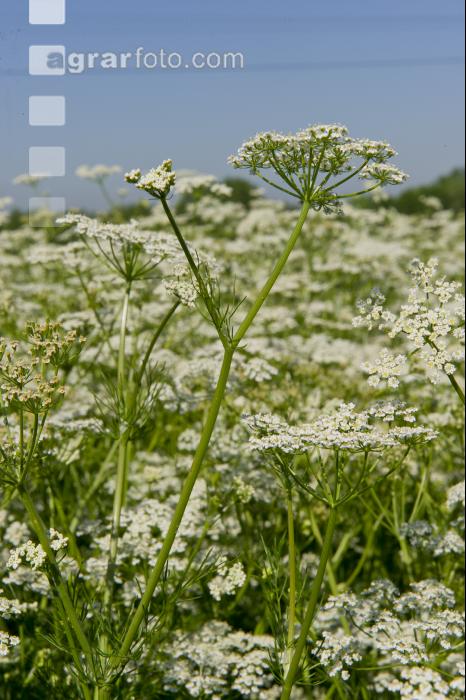 Kümmel Blüte 19