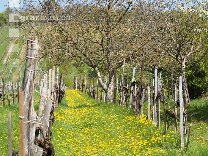 Neustift am Walde 3